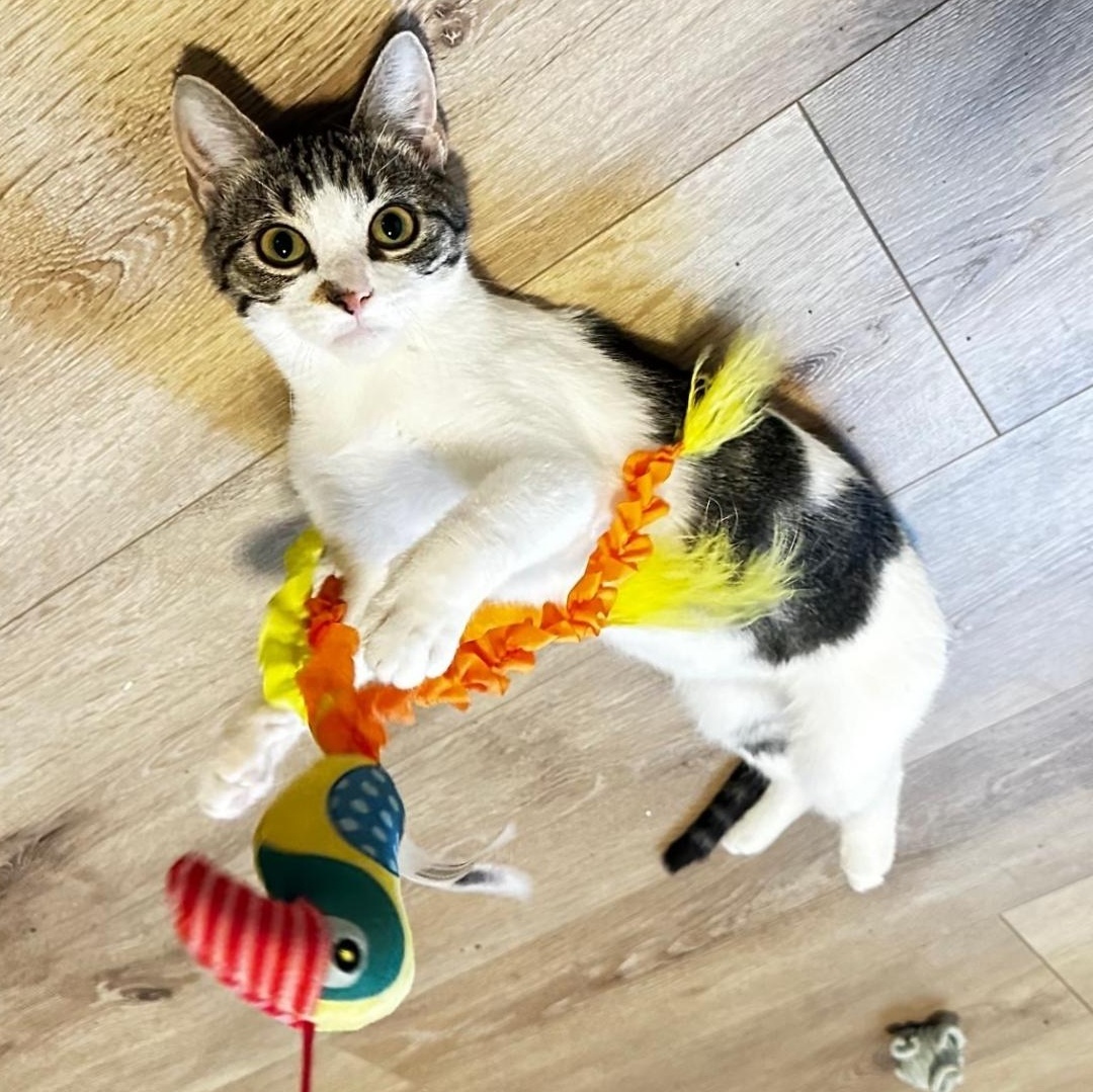 Enlarge Genie, a Adoptable Domestic Short Hair in Lincoln, NE image 1/5
