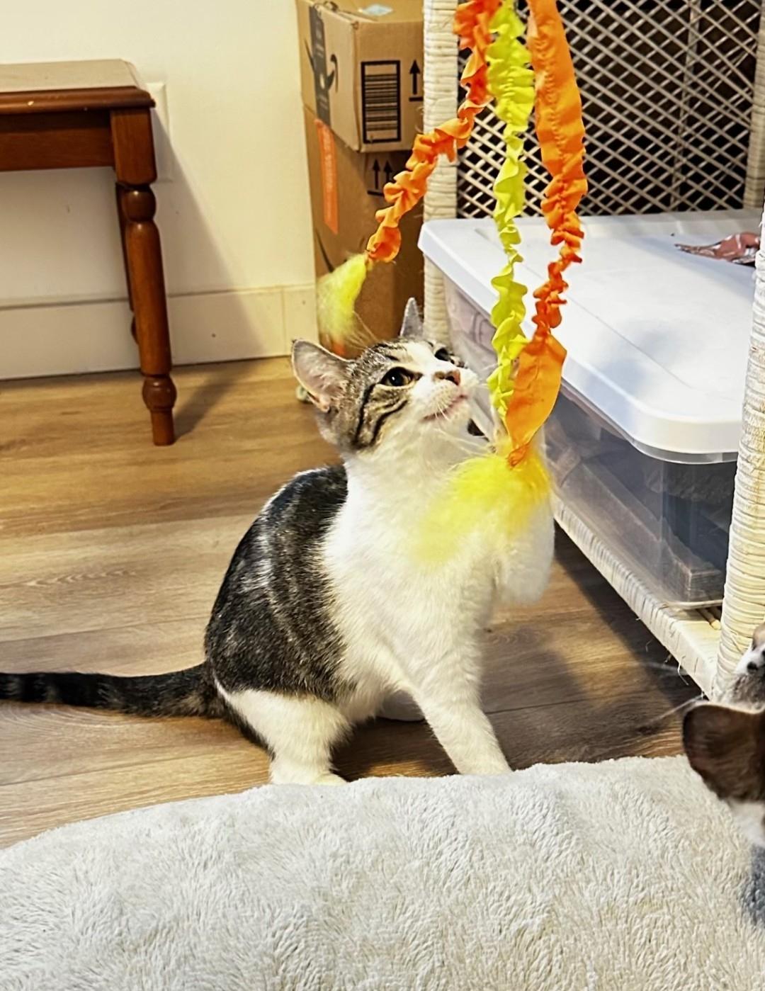 Enlarge Genie, a Adoptable Domestic Short Hair in Lincoln, NE image 5/5