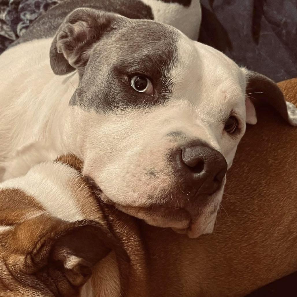 Judah Lewis, Adoptable, Adult Male Pit Bull Terrier.