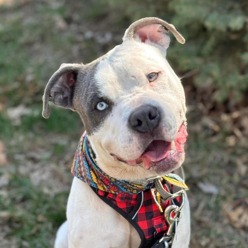 Enlarge Judah, a Adoptable Pit Bull Terrier in Shawnee, KS image 2/6