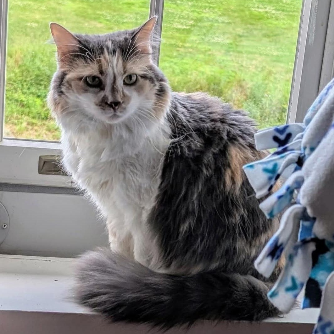 Rose, Adult Female unknown