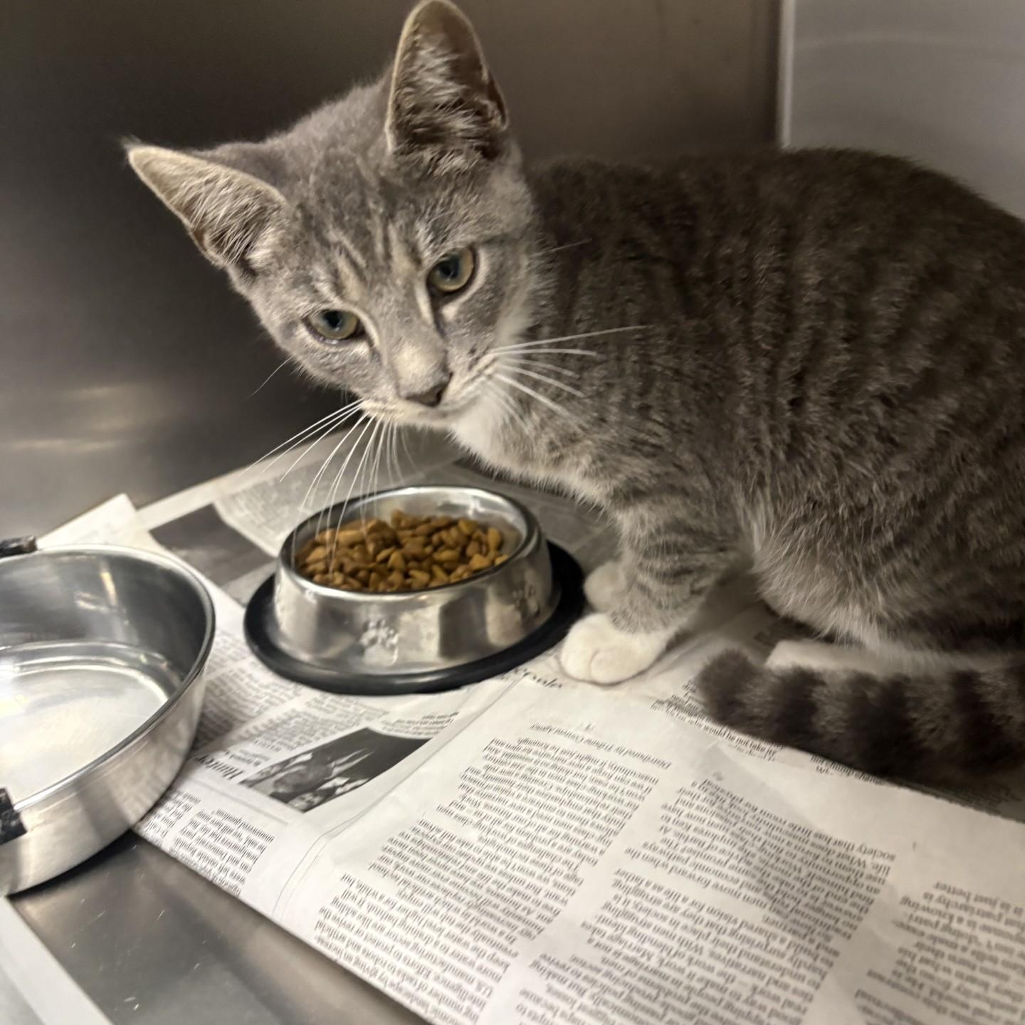 Enlarge Pickles, a ADOPTABLE Domestic Short Hair in Elberon, VA image 1/1