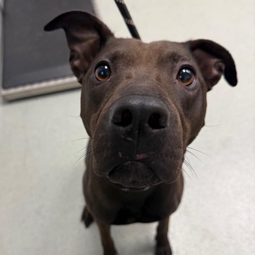 Tootsie, Adoptable, Adult Female Shar-Pei & Terrier.
