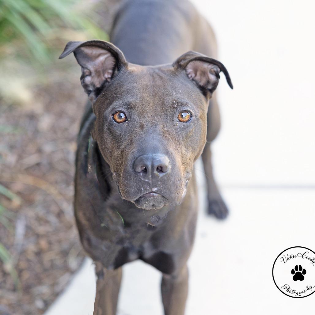 Enlarge Tootsie, a Adoptable mixed breed in Abilene, TX image 2/4
