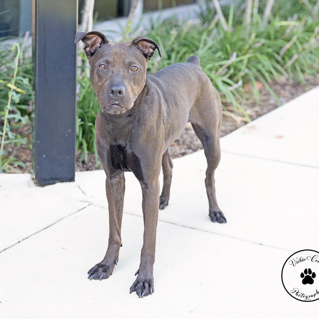 Enlarge Tootsie, a Adoptable mixed breed in Abilene, TX image 3/4
