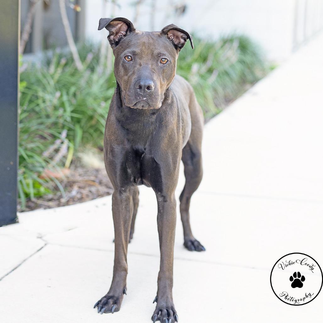 Enlarge Tootsie, a Adoptable mixed breed in Abilene, TX image 4/4