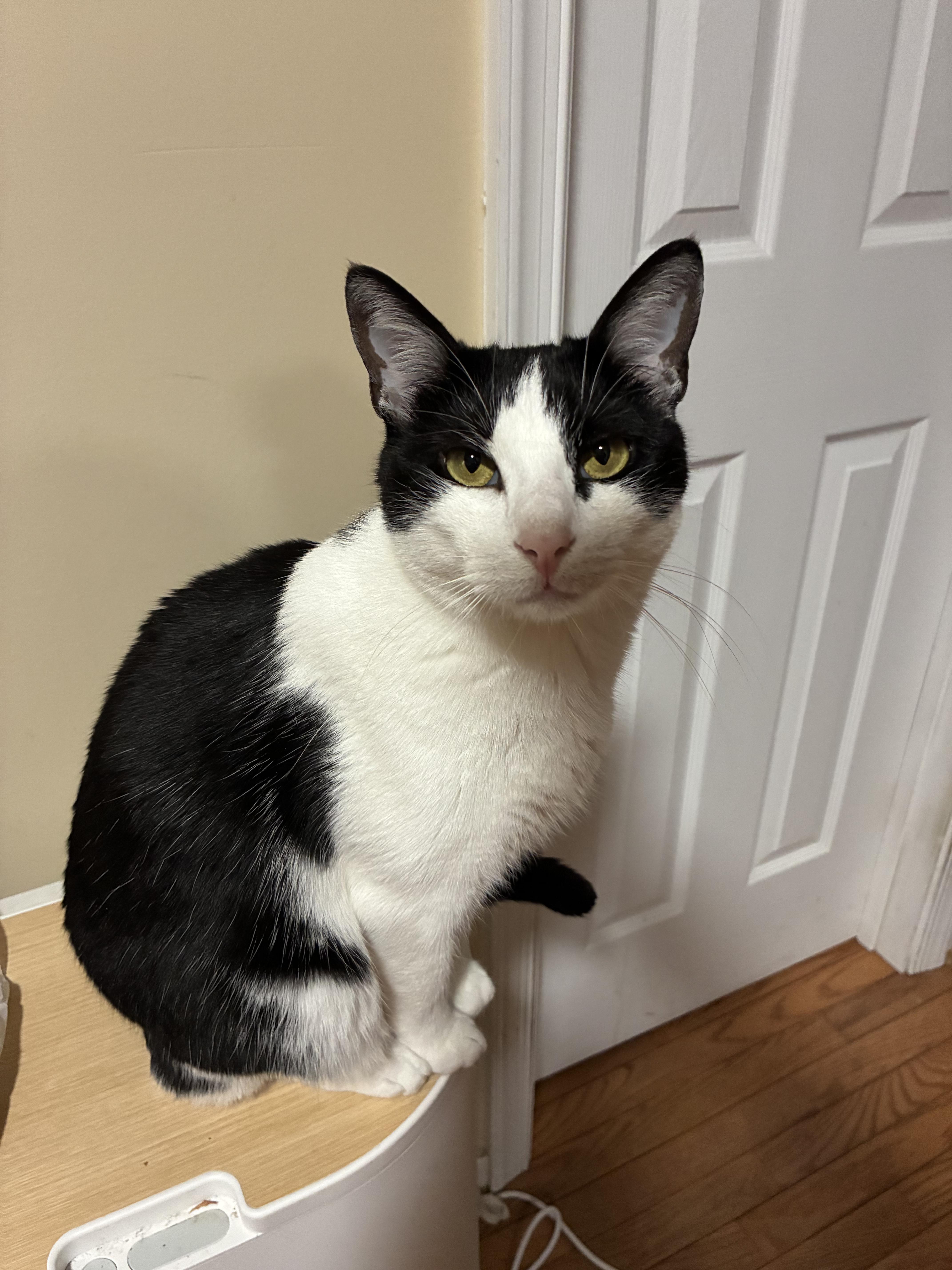 Enlarge Taffy, a Adoptable Tuxedo in Richmond, VA image 2/4
