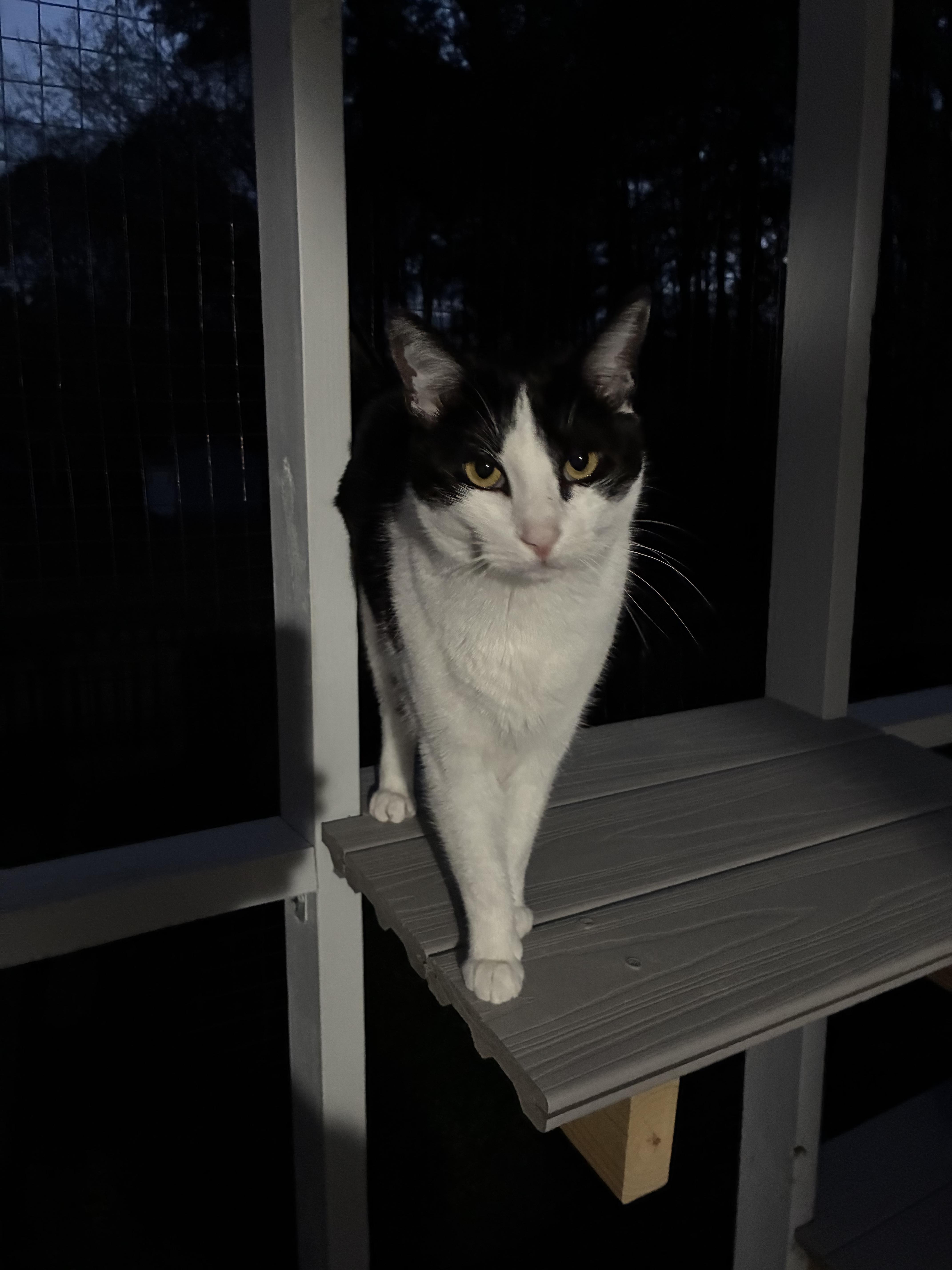 Enlarge Taffy, a Adoptable Tuxedo in Richmond, VA image 3/4