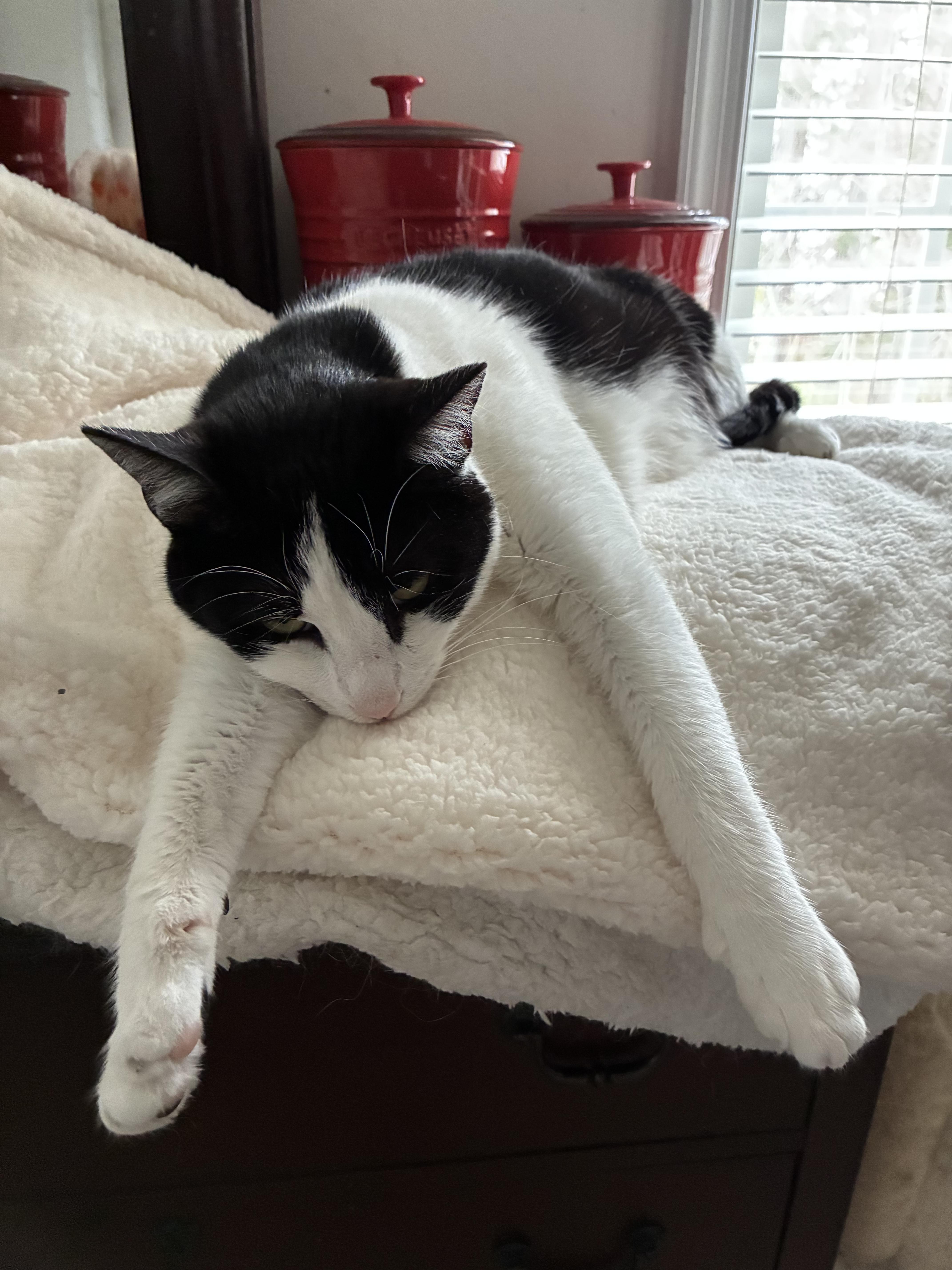 Enlarge Taffy, a Adoptable Tuxedo in Richmond, VA image 1/4