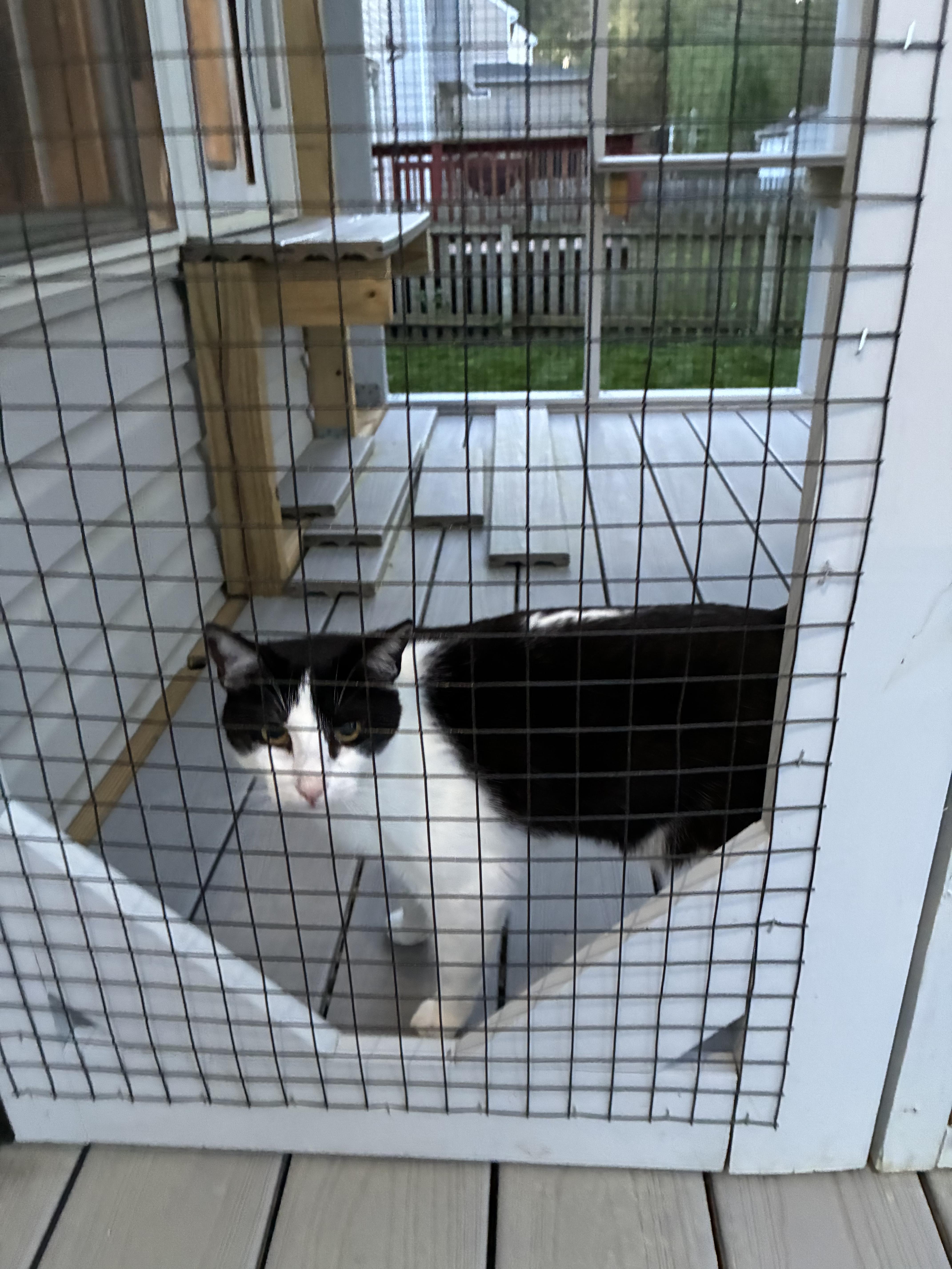 Enlarge Taffy, a Adoptable Tuxedo in Richmond, VA image 4/4