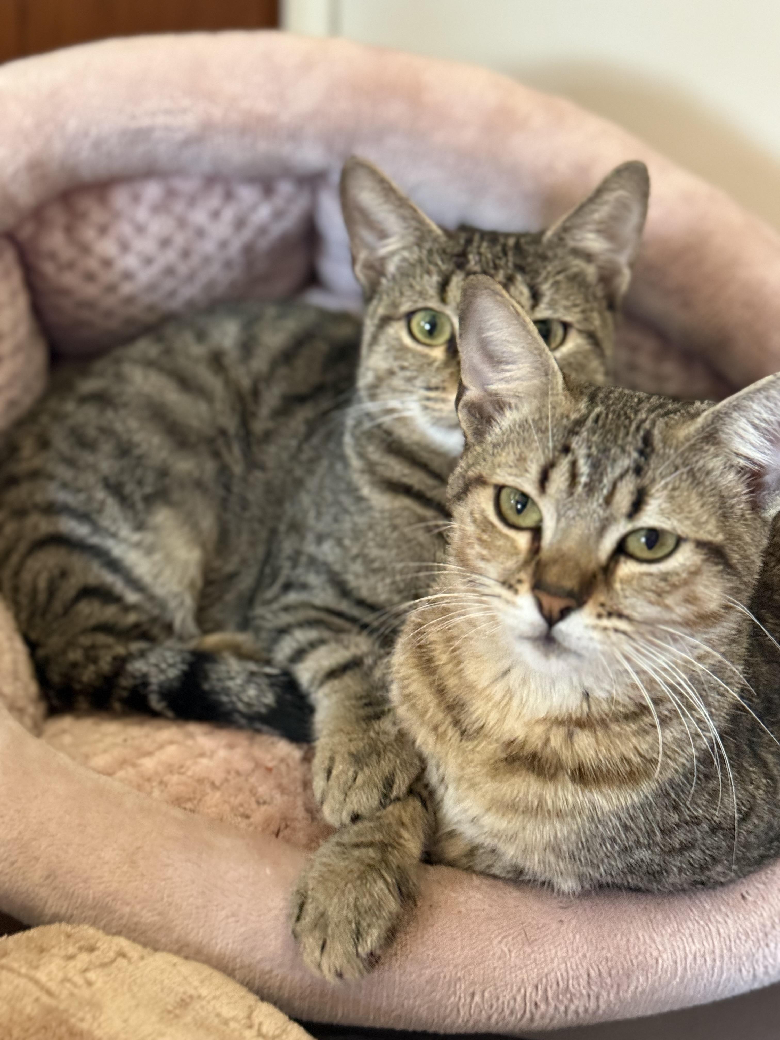 Enlarge Freda and Mira, an adopted Domestic Short Hair in Bayville , NY image 1/3
