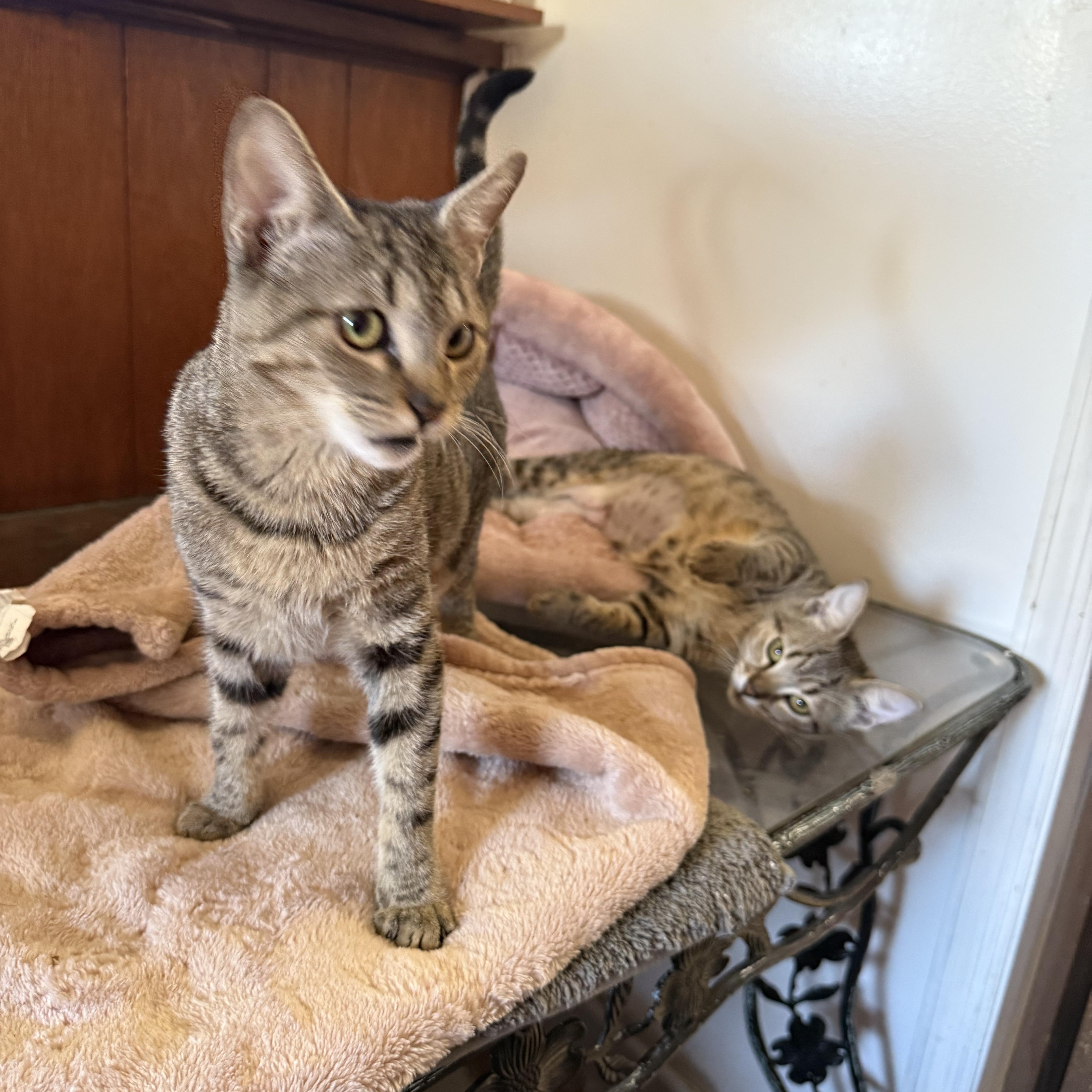 Enlarge Freda and Mira, an adopted Domestic Short Hair in Bayville , NY image 2/3