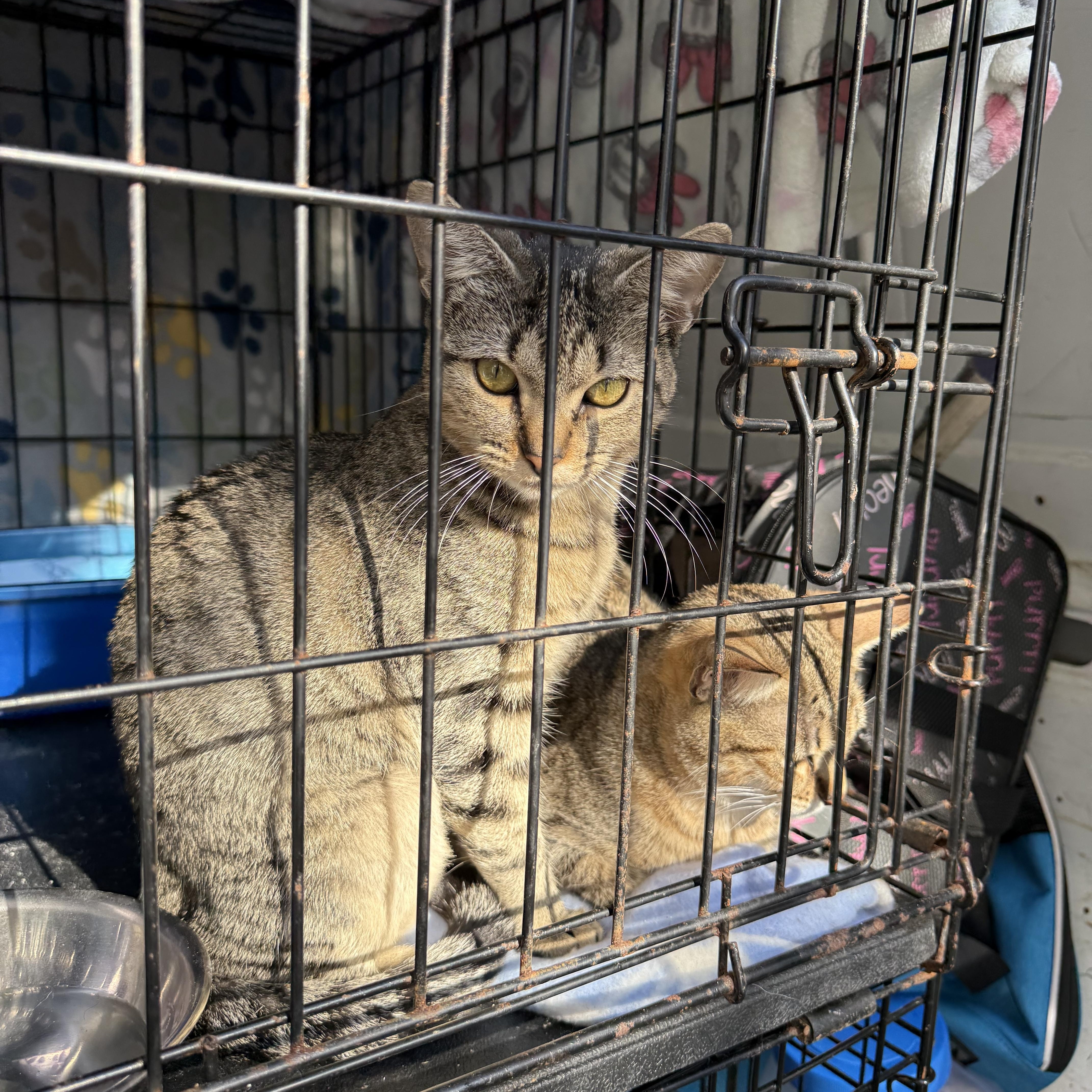 Enlarge Freda and Mira, an adopted Domestic Short Hair in Bayville , NY image 3/3