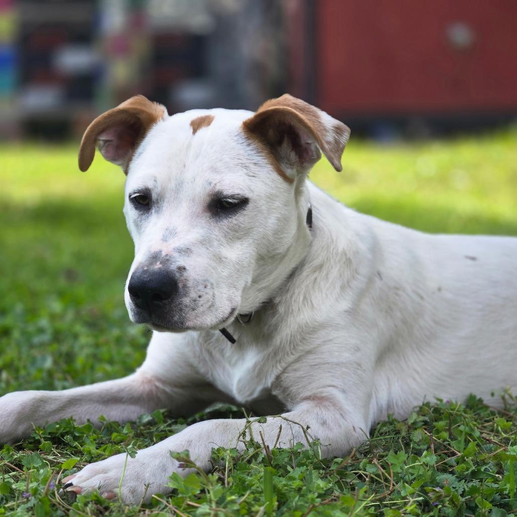 Dottie, Adoptable, Young Female Jack Russell Terrier & Mixed Breed.