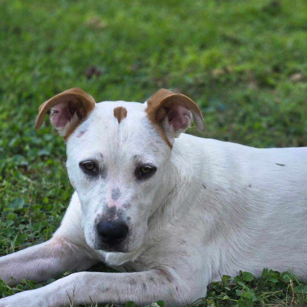 Enlarge Dottie, a Adoptable mixed breed in Rossville, GA image 2/4