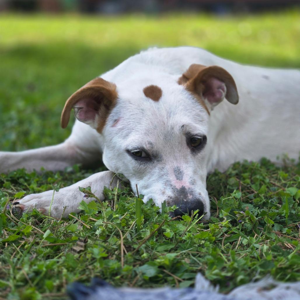 Enlarge Dottie, a Adoptable mixed breed in Rossville, GA image 3/4