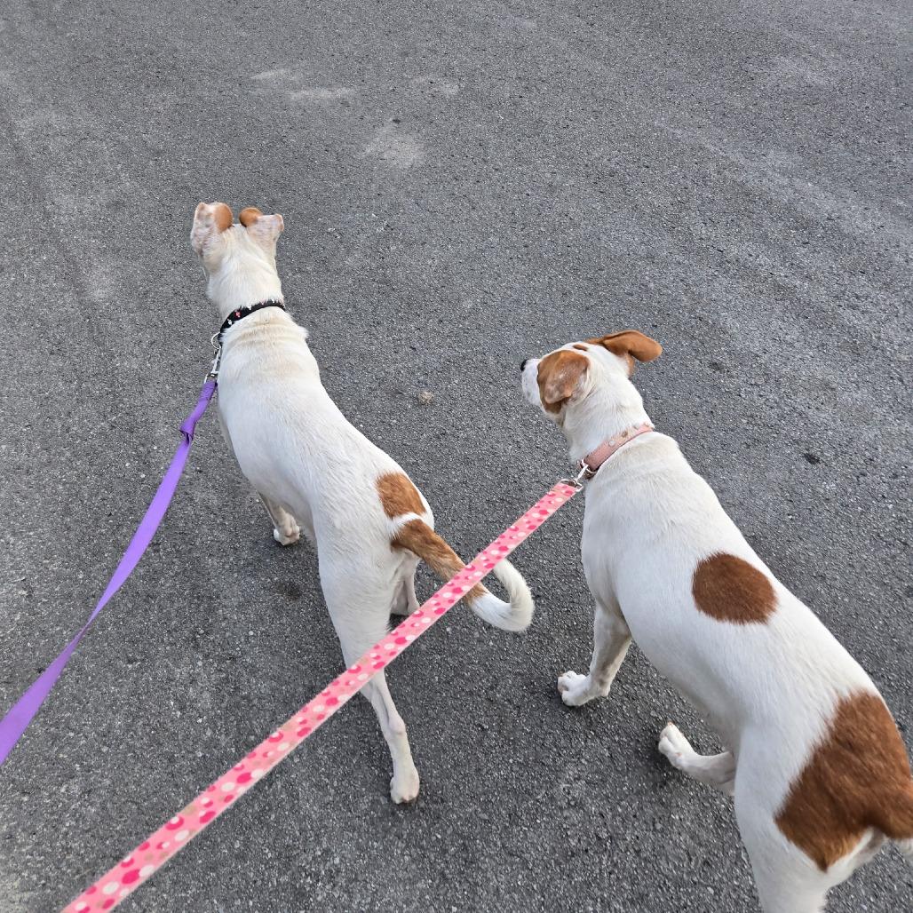 Enlarge Dottie, a Adoptable mixed breed in Rossville, GA image 4/4