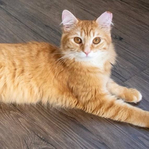 Mist, adopted, Adult Male Domestic Long Hair.