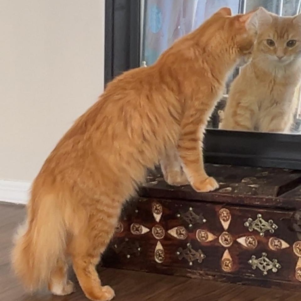 Mist, a Adoptable Domestic Long Hair in Union City, NJ image 2/6