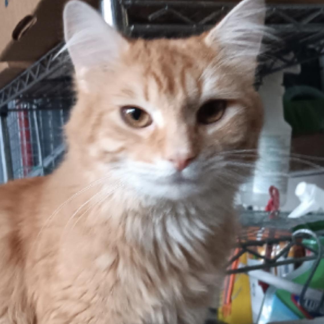 Mist, a Adoptable Domestic Long Hair in Union City, NJ image 5/6