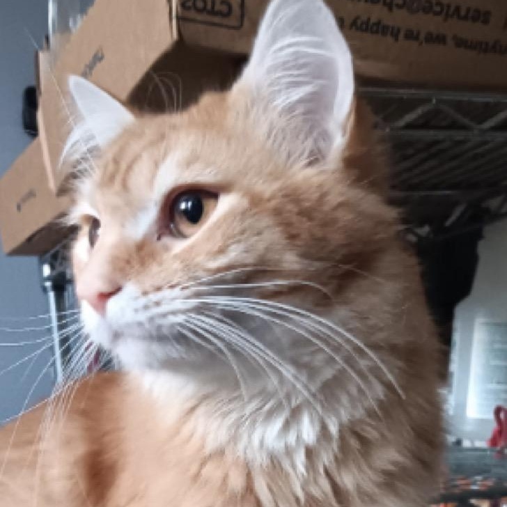 Mist, Adoptable, Adult Male Domestic Long Hair.