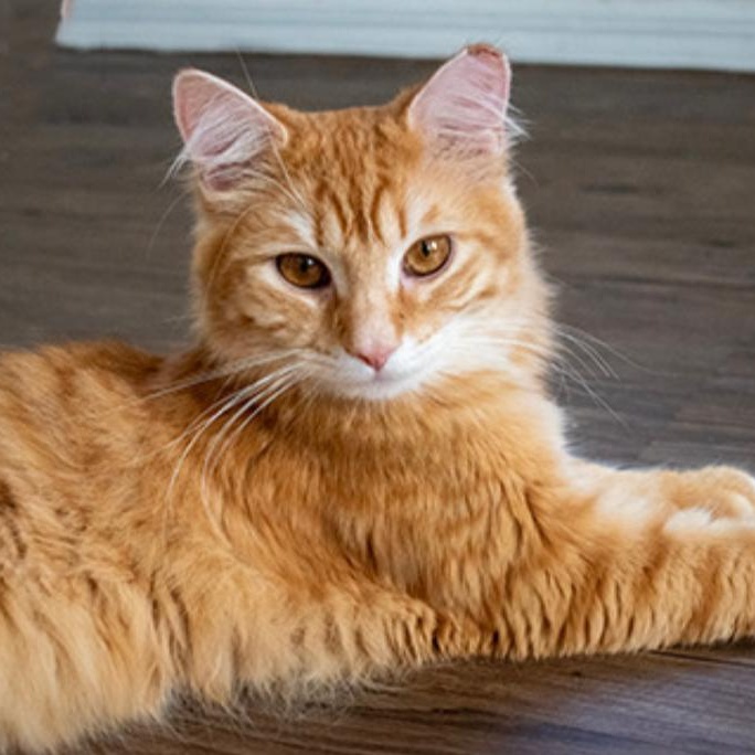 Mist, a Adoptable Domestic Long Hair in Union City, NJ image 4/6