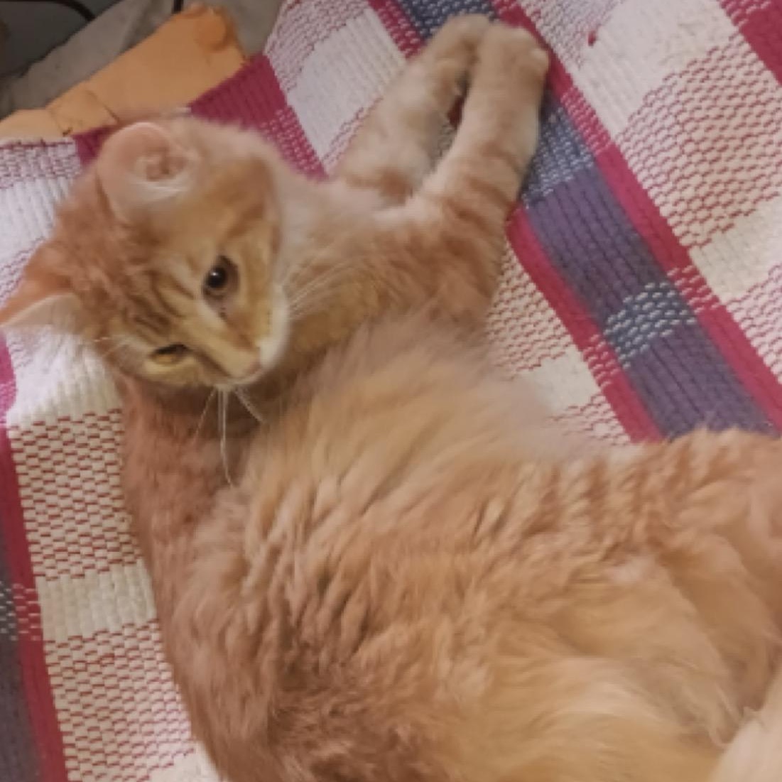 Mist, a Adoptable Domestic Long Hair in Union City, NJ image 6/6