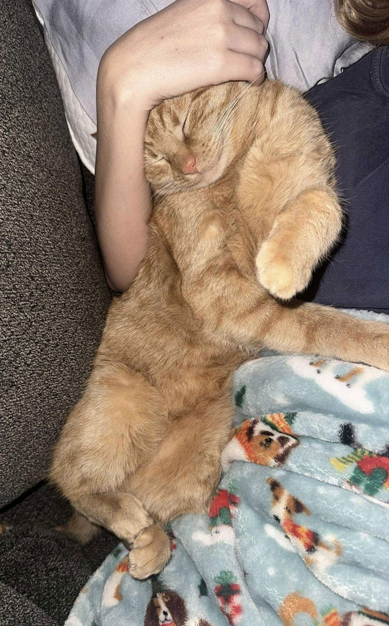 Peter, Adoptable, Adult Male Domestic Short Hair & Tabby.