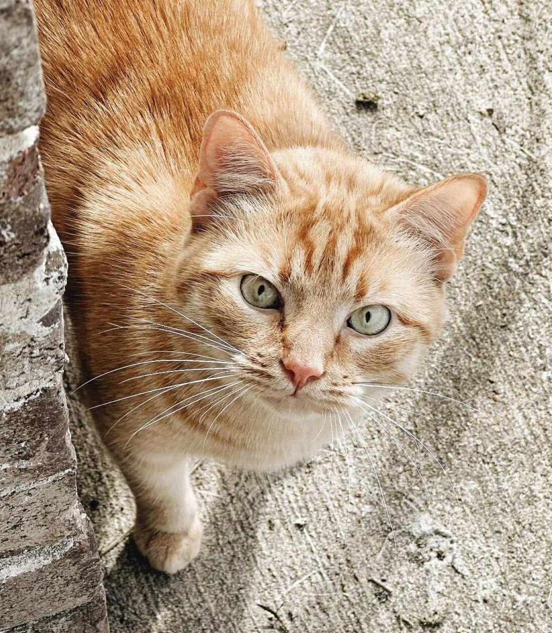 Peter, a Adoptable mixed breed in Oxford, MS image 2/3