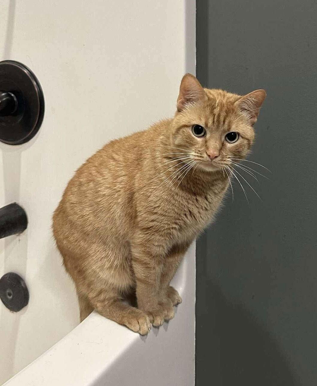 Peter, a Adoptable mixed breed in Oxford, MS image 3/3