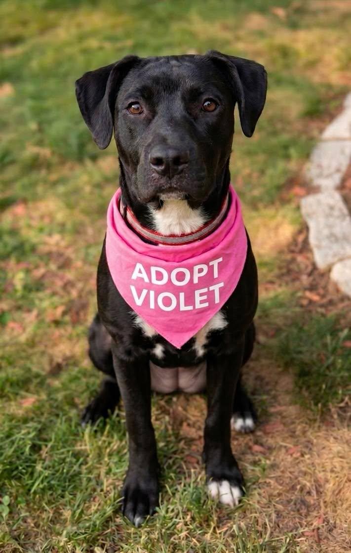 Violet, a ADOPTABLE Pit Bull Terrier in Ossining, NY image 2/2