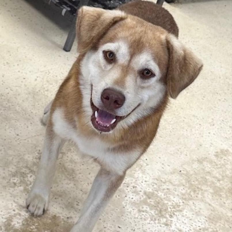 Champ, Adoptable, Adult Male Siberian Husky & German Shepherd Dog.