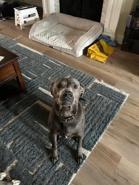 Percy, ADOPTABLE, Adult Male Pit Bull Terrier.