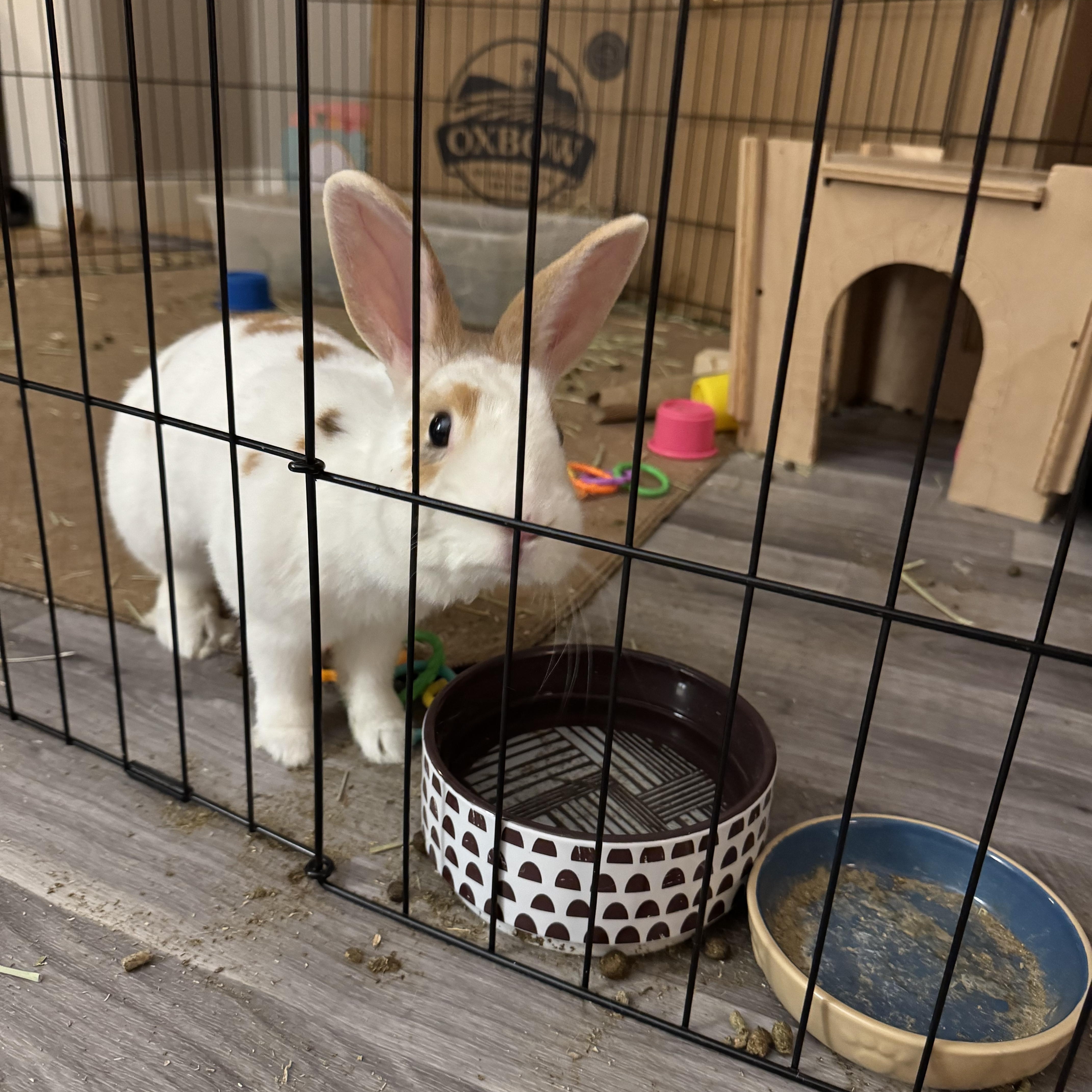 Enlarge Buttercup, a Adopted mixed breed in Vandalia, OH image 1/5