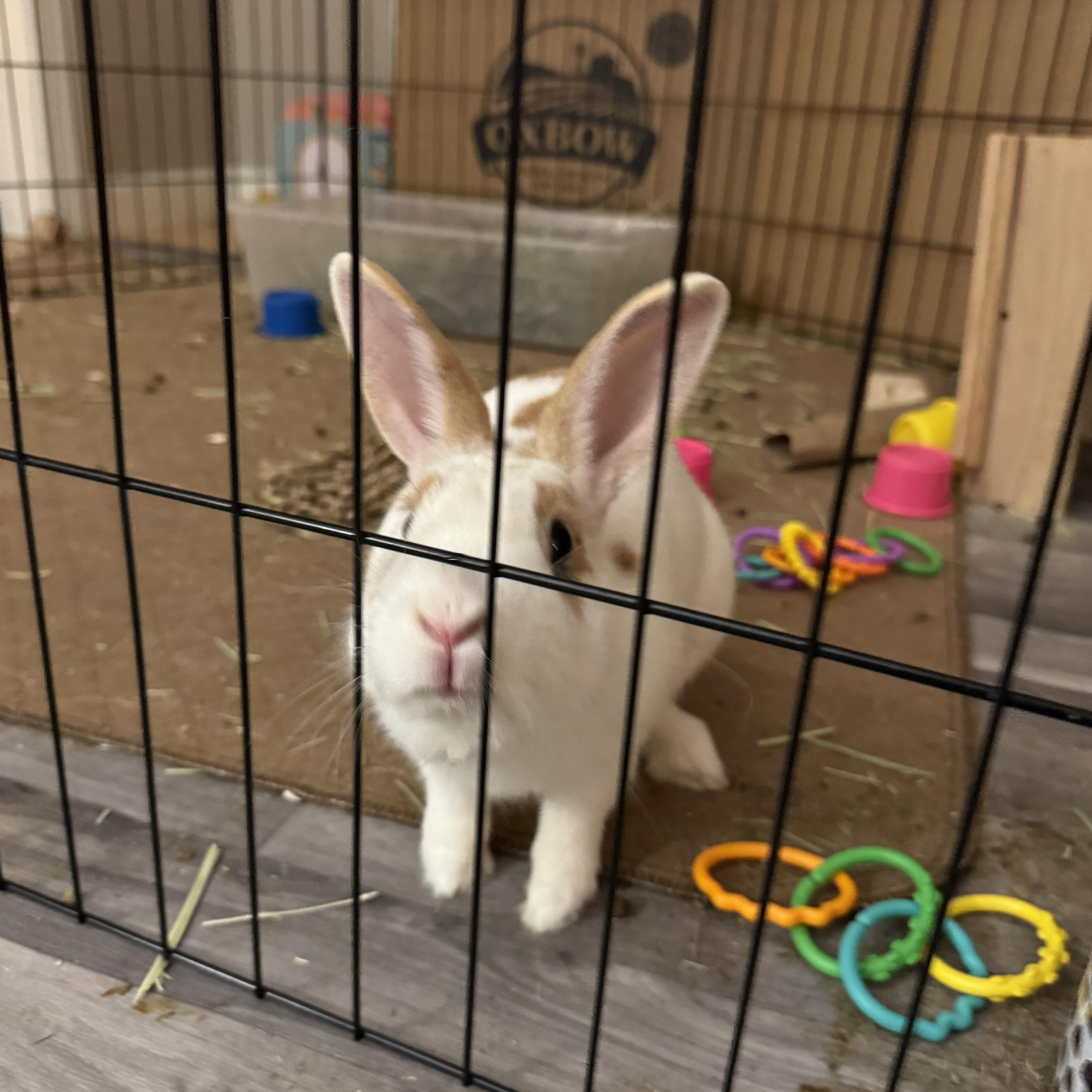 Enlarge Buttercup, a Adopted mixed breed in Vandalia, OH image 2/5