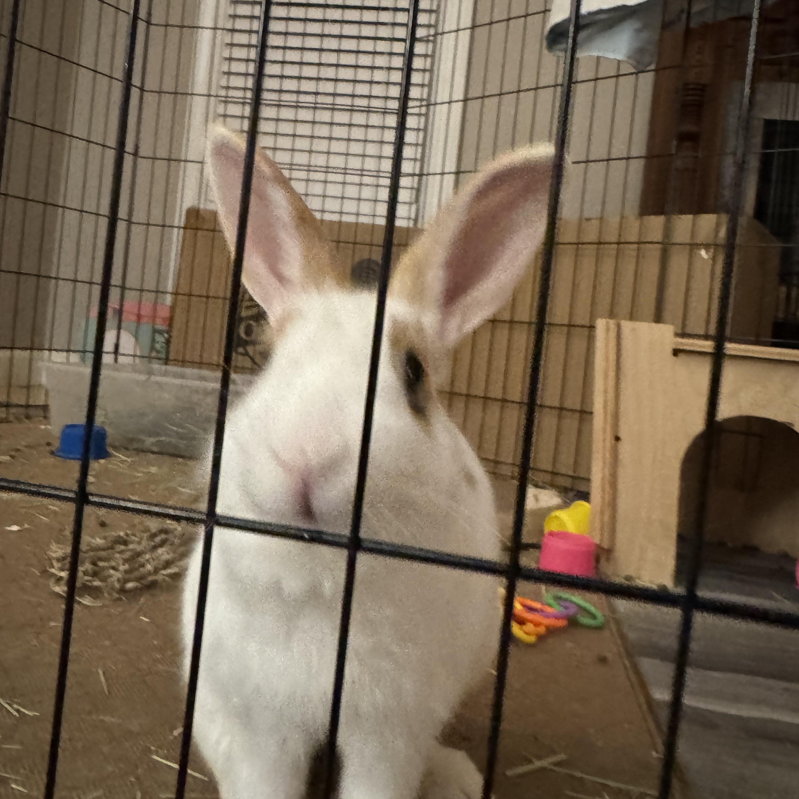 Enlarge Buttercup, a Adopted mixed breed in Vandalia, OH image 4/5