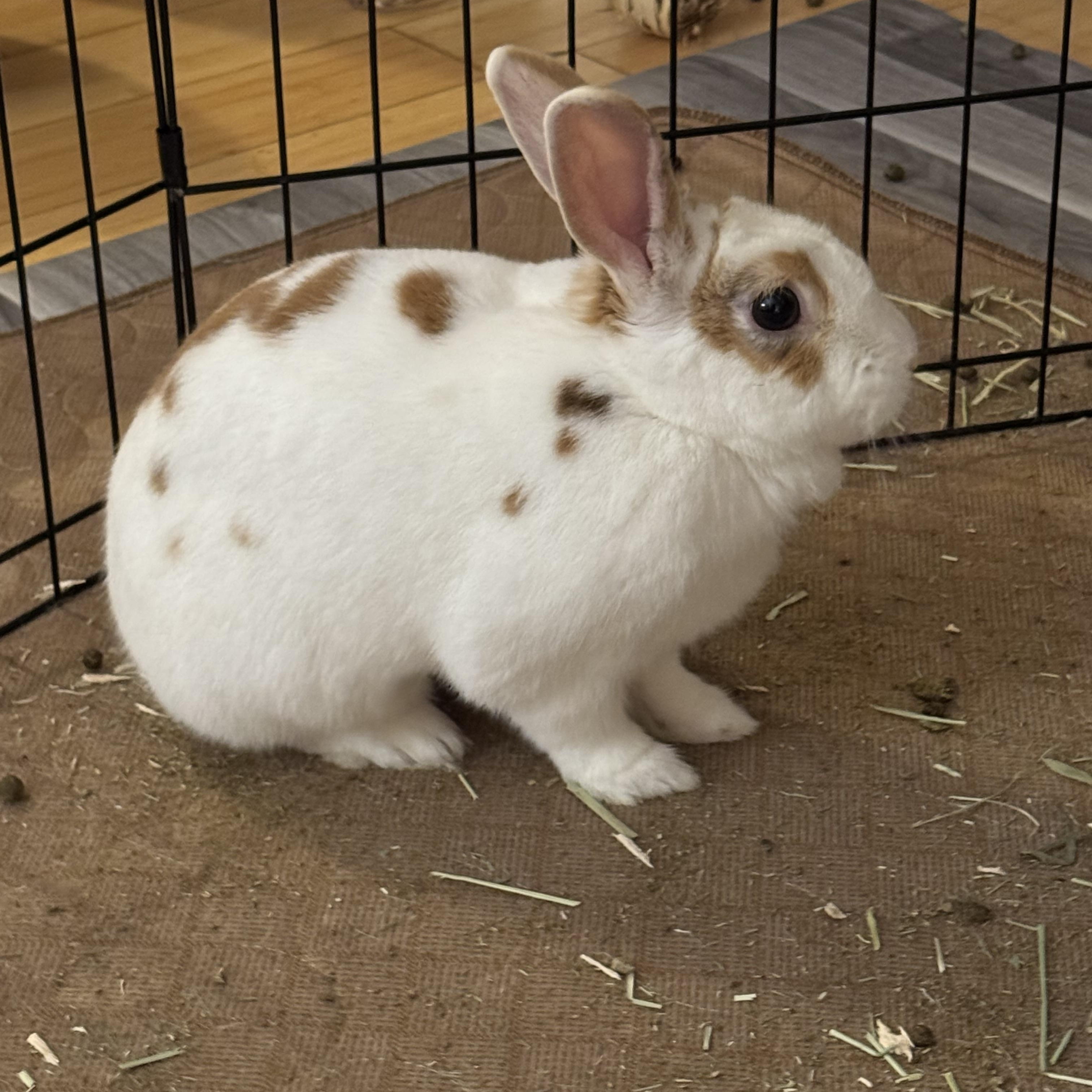 Enlarge Buttercup, a Adopted mixed breed in Vandalia, OH image 5/5