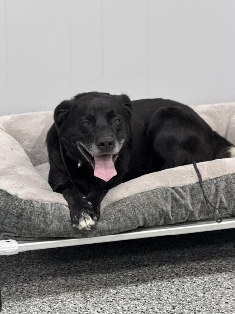 Enlarge Marley, a Adopted mixed breed in Bryan, OH image 1/1