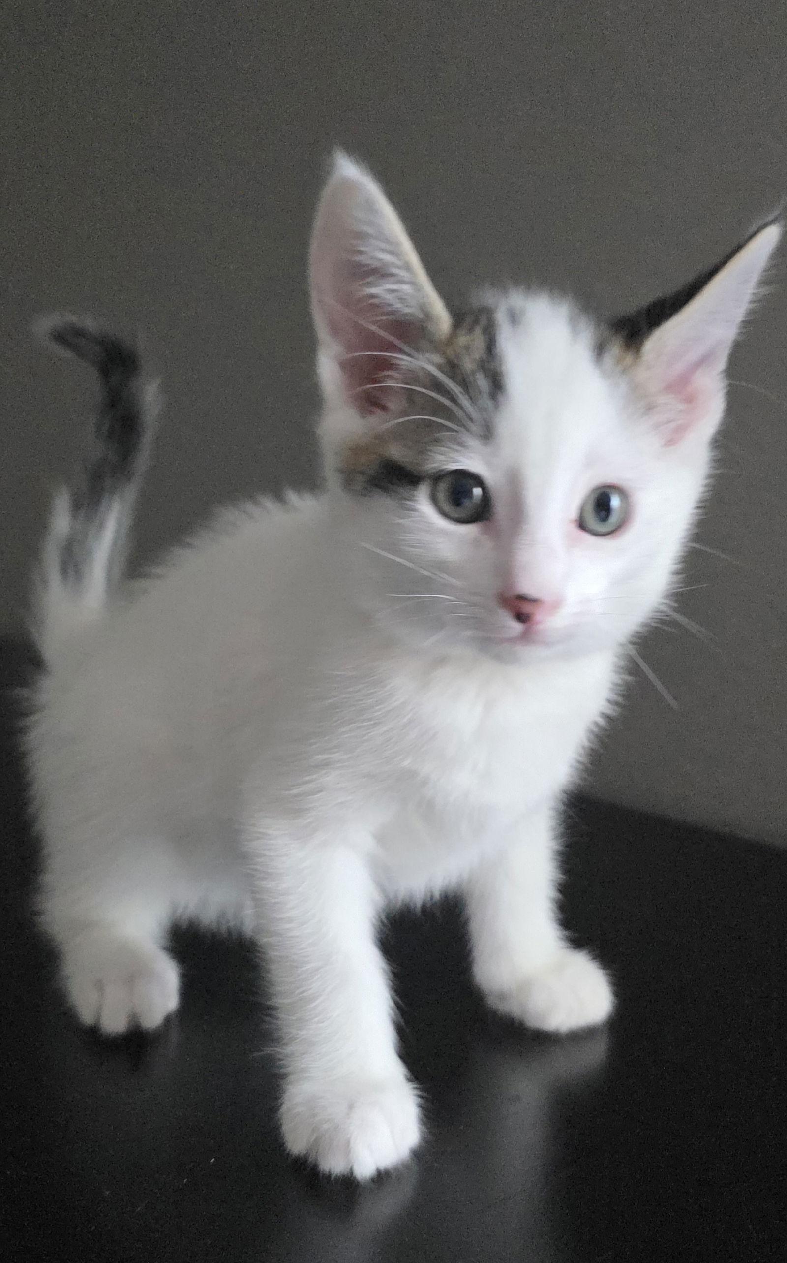 Lucca, Adoptable, Kitten Male Domestic Short Hair & Tabby.