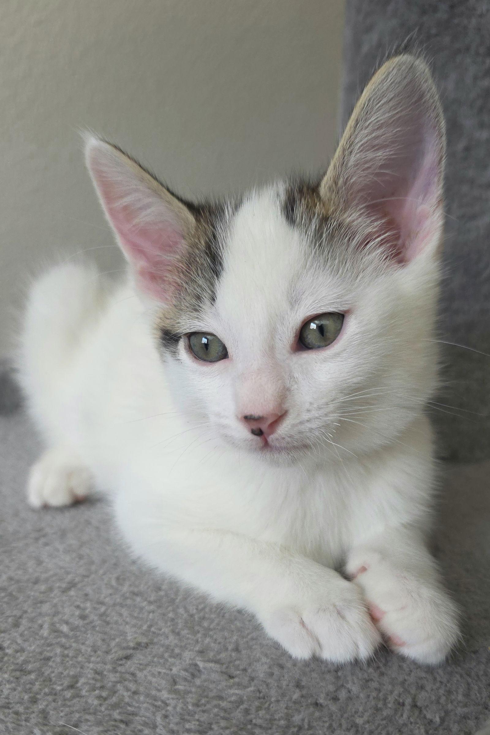 Enlarge Lucca, a Adoptable mixed breed in Campbell, CA image 2/3