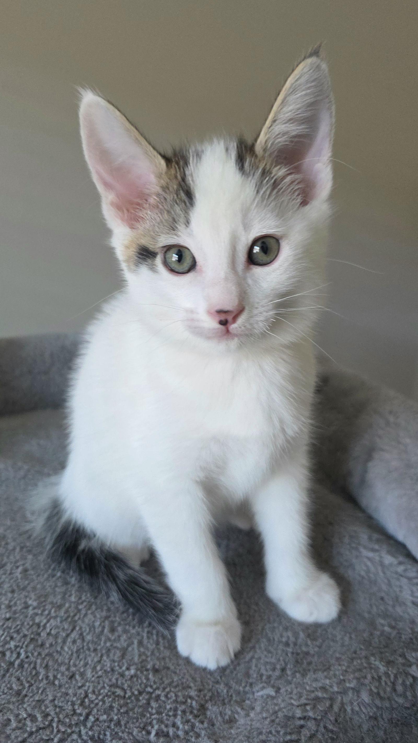 Enlarge Lucca, a Adoptable mixed breed in Campbell, CA image 3/3