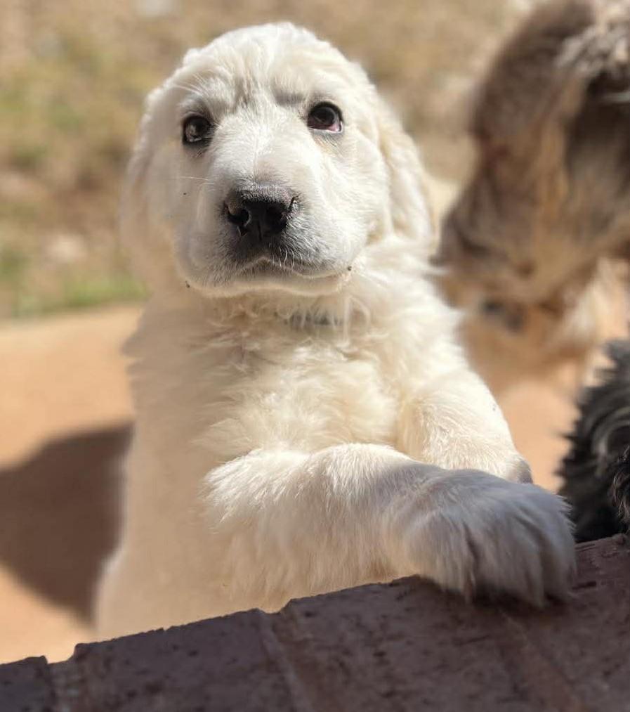 Enlarge Capri , a ADOPTABLE mixed breed in Kiowa, OK image 1/6