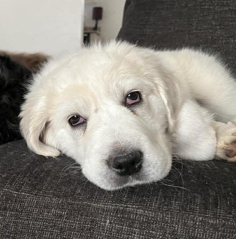 Enlarge Capri , a ADOPTABLE mixed breed in Kiowa, OK image 5/6