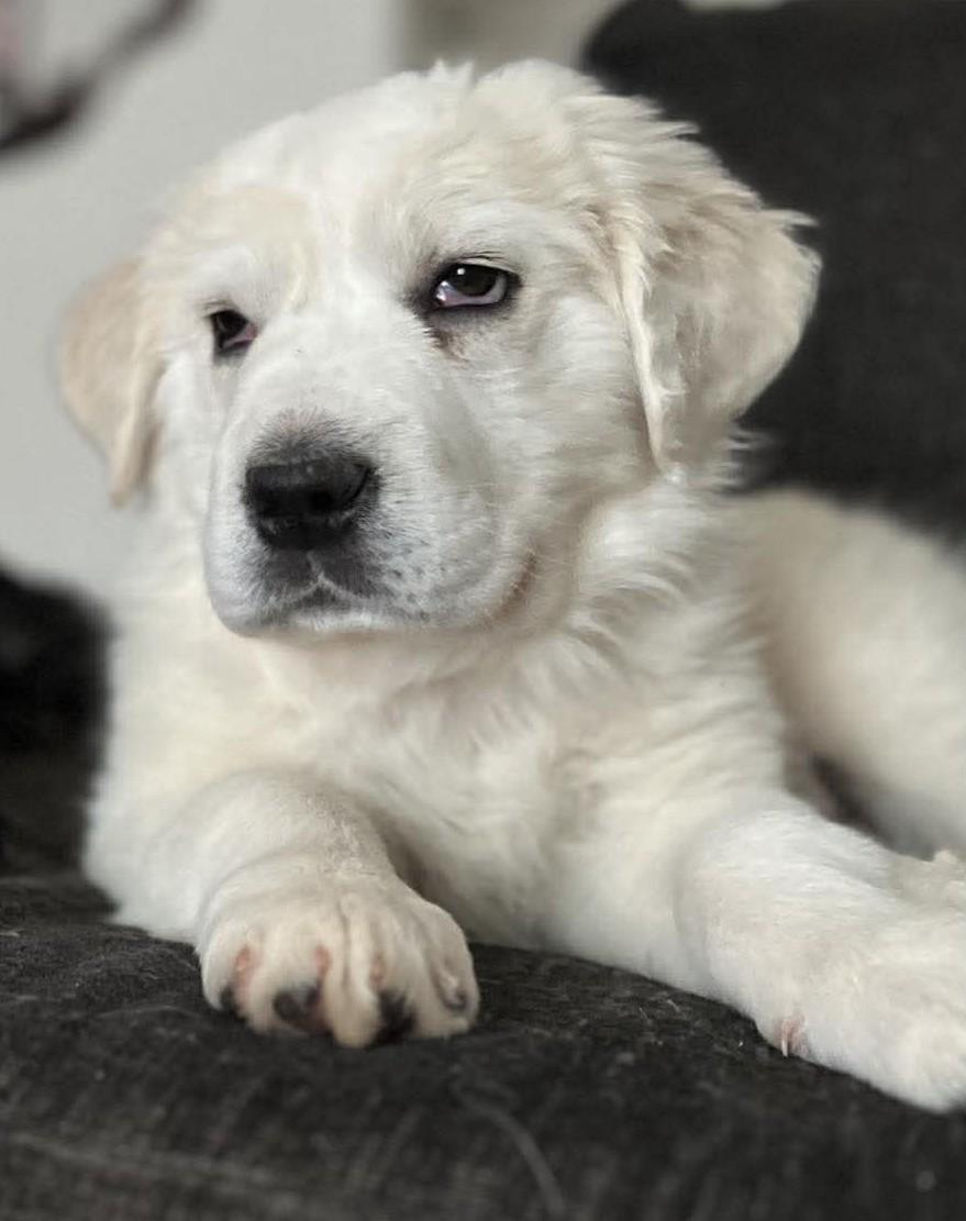 Enlarge Capri , a ADOPTABLE mixed breed in Kiowa, OK image 3/6