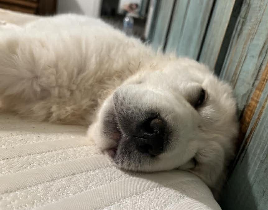 Enlarge Capri , a ADOPTABLE mixed breed in Kiowa, OK image 6/6