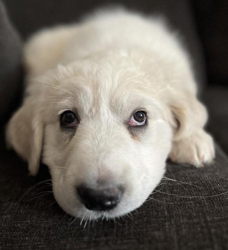 Enlarge Capri , a ADOPTABLE mixed breed in Kiowa, OK image 4/6