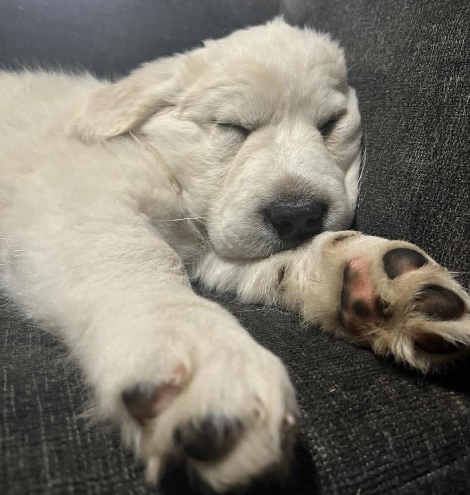 Enlarge Capri , a ADOPTABLE mixed breed in Kiowa, OK image 2/6