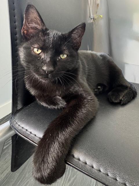 Sol, an adoptable Domestic Short Hair in BURNABY, BC, V3J 1N3 | Photo Image 1