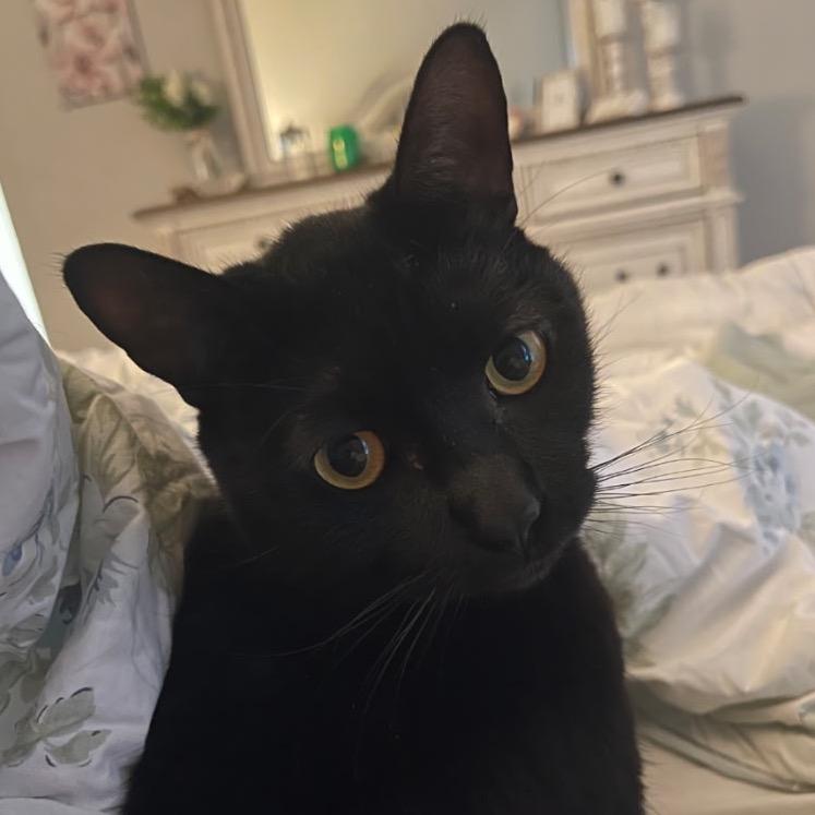 Baby (Ricardo), Adoptable, Adult Male Domestic Short Hair.
