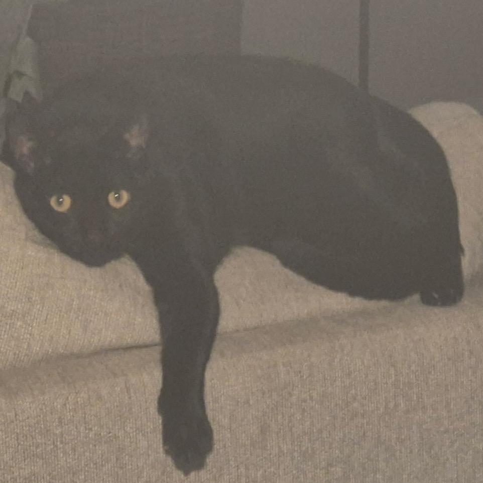 Enlarge Baby (Ricardo), a Adoptable Domestic Short Hair in Floresville, TX image 2/6